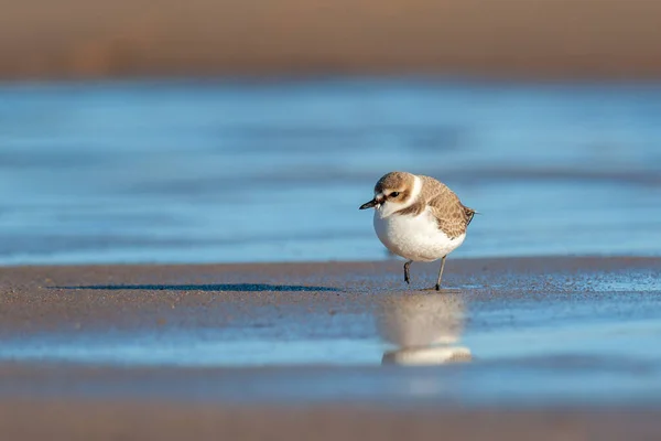 Boční Pohled Portrét Dospělé Kentish Plover Zimních Šatech Odrazem Vodě — Stock fotografie