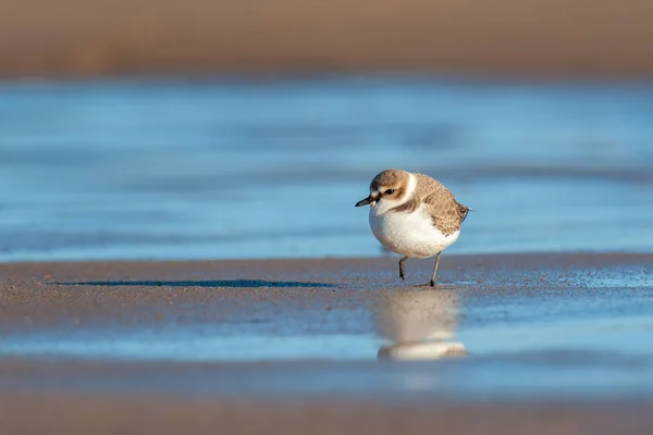 Zijaanzicht Portret Van Een Volwassen Kentish Plevier Winterjurk Met Reflectie Rechtenvrije Stockfoto's