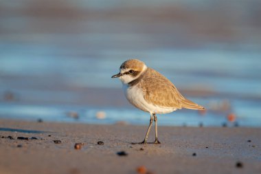 Kentish plover 'ın kumlu deniz kıyısındaki yan görünüm portresi