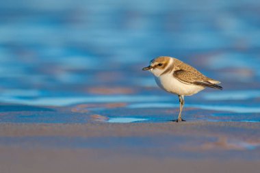 Kumlu deniz kıyısındaki Kentish plover 'ın portresi.