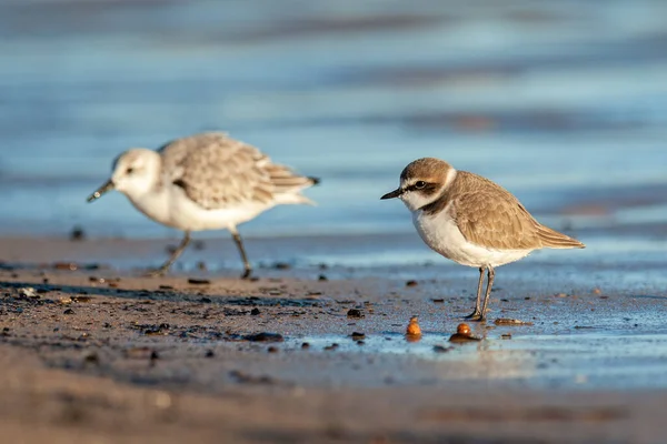 Portrait Kentish Plover Sanderling Background — Stock Photo, Image