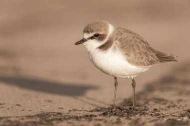 Atlantik Okyanusu 'nun kumlu sahili üzerinde Kentish plover' ın (Charadrius alexandrinus) yan görünüş portresi