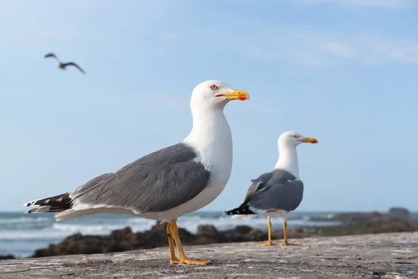 Deux Goélands Pattes Jaunes Adultes Sur Côte — Photo