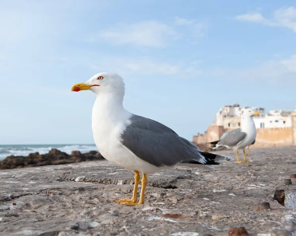 Seitenansicht Porträt Einer Erwachsenen Gelbfußmöwe — Stockfoto