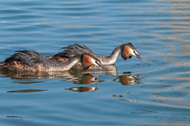 Bölgelerini koruyan bir çift yetişkin ibikli yaban ördeğinin portresi.