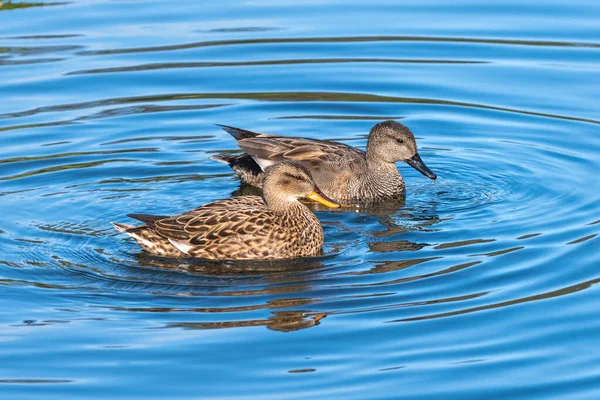 Volwassen Mannelijke Vrouwelijke Gadwall Drijvend Water — Stockfoto