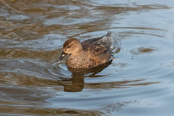 Portret Van Volwassen Mannelijke Gadwall Drijvend Water — Stockfoto