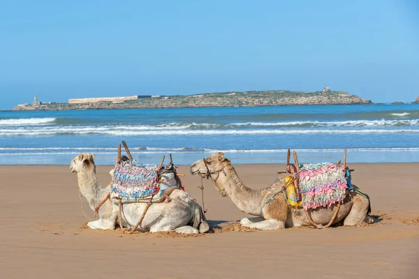 Dois Dromedários Descansando Costa Arenosa Oceano — Fotografia de Stock