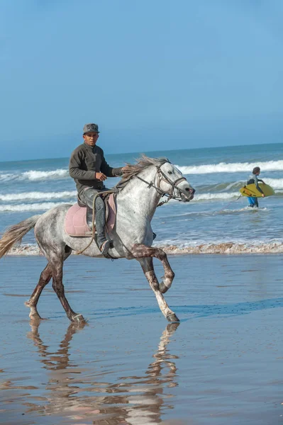 Essaouira Morocco Março 2014 Cavaleiro Monta Cavalo Cinza Longo Oceano — Fotografia de Stock