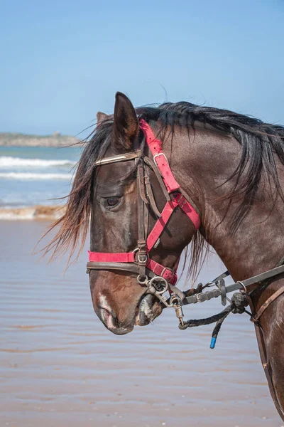 Portrait Dark Bay Barbary Horse Morocco — Stock Photo, Image