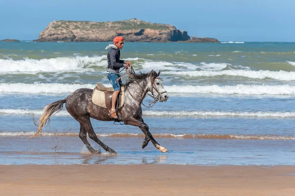 Essaouira Morocco March 2014 Horseman Rides Gray Horse Sand Beach — Stock Photo, Image