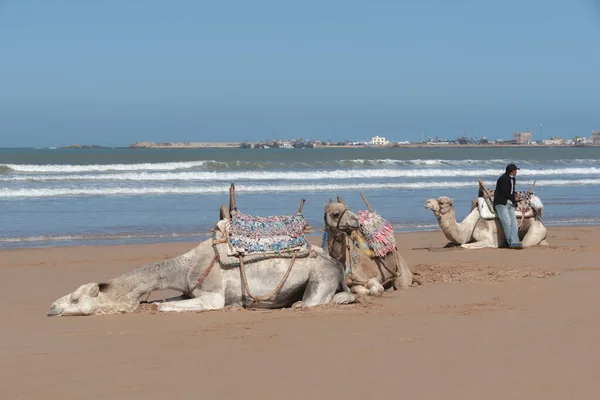 Essaouira Morocco March 2014 Camels Resting Ocean Waiting Tourists — Stock Photo, Image