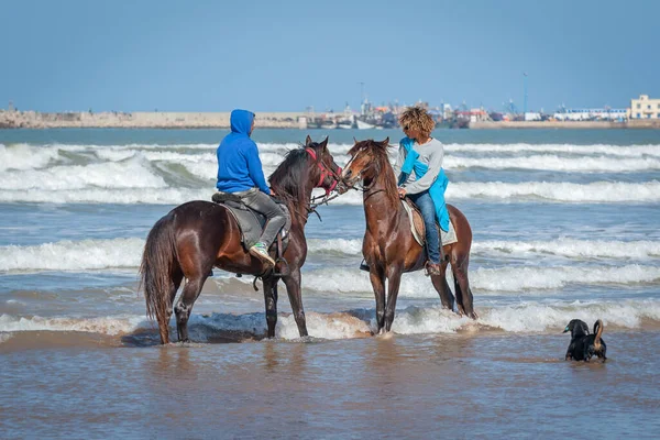 Essaouira Morocco March 2014 Little Dog Barks Two Horse Riders — Stock Photo, Image