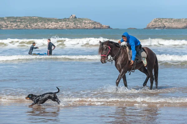 Essaouira Morocco March 2014 Little Dog Runs Away Horse Rider — Stock Photo, Image