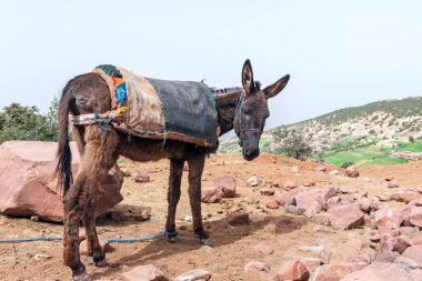 Ağır yükleri taşımak için kullanılan çalışan eşek
