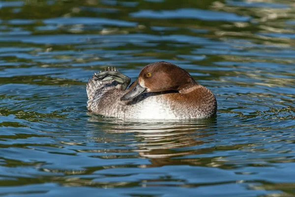 Adult female tufted duck cleans feathers while swimming in water