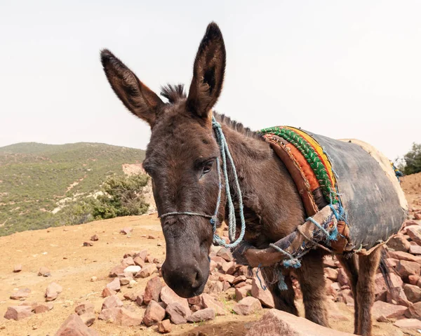 Portrait Working Donkey Used Transporting Heavy Loads — Stock Photo, Image