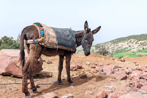 Working Donkey Used Transporting Heavy Loads — Stock Photo, Image