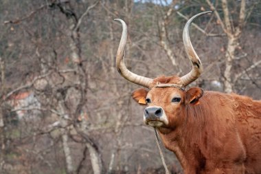 Kuzey Portekizli kızıl saçlı bir ineğin portresi.