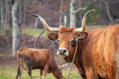 Kuzey Portekiz 'de otlakta iki kızıl saçlı inek.