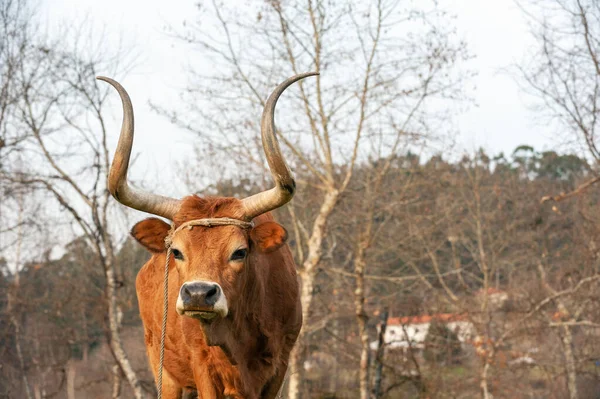 Retrato Uma Vaca Raça Rara Norte Portugal — Fotografia de Stock