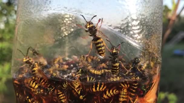 Пастка комах зі спійманими комахами — стокове відео