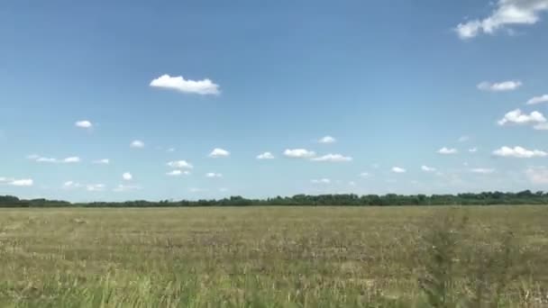 Gemähtes Feld im Sommer — Stockvideo