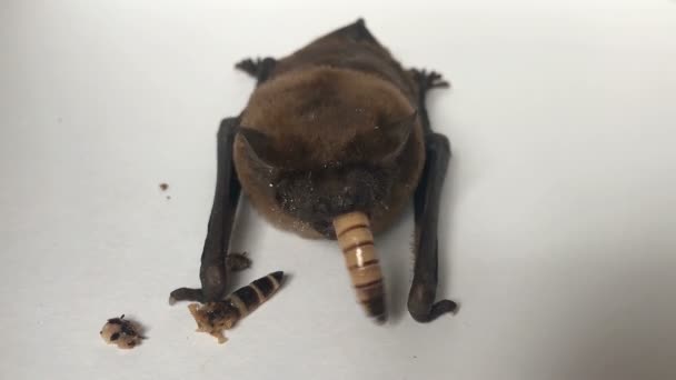 Bat äter en mask, närbild — Stockvideo