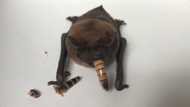 Bat eats a worm, close-up — Stock Video