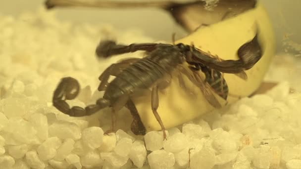 Schorpioen met prooi met een wesp verstopt in een hol — Stockvideo