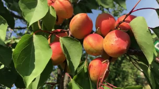 Абрикосове дерево з фруктами в саду — стокове відео