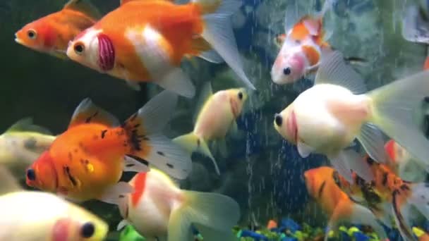 Peces de acuario de color nadan en el agua — Vídeos de Stock