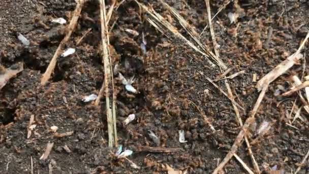 Личинки летающих муравьев ползают, макро — стоковое видео
