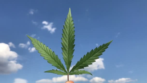 Blad marihuana tegen de lucht — Stockvideo