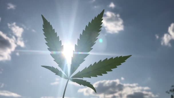 Feuille de marijuana contre le ciel — Video