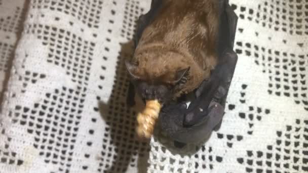 Bat eating worm , hangs on the curtain with her cub — Stok video