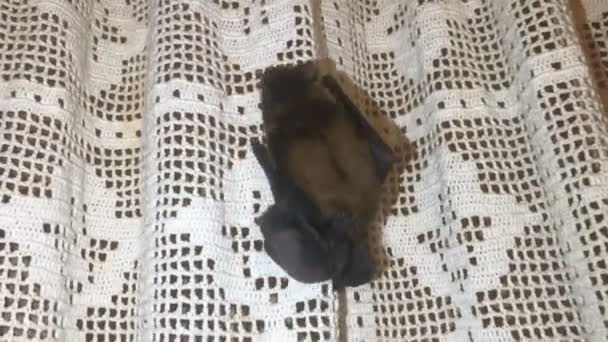 Bat with cub crawling up the curtain — Stock Video