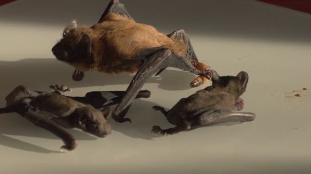 Семья летучих мышей, мать с детёнышами — стоковое видео