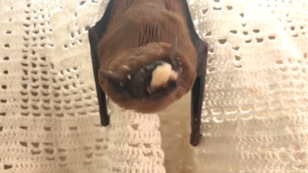 Летучая мышь висит на занавеске и ест червя — стоковое видео