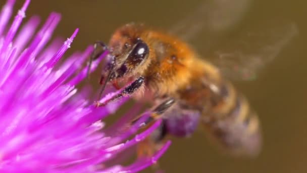 Bee collects nectar on a flower, slow motion — Stock Video