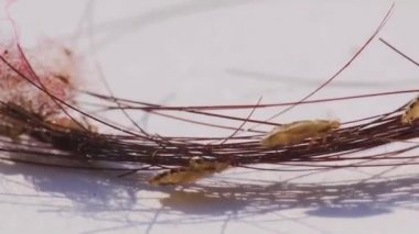 Bitler insan saçında akıyor.