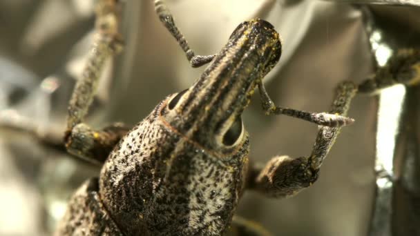 Escarabajo chinche gorgojo campo, macro — Vídeos de Stock