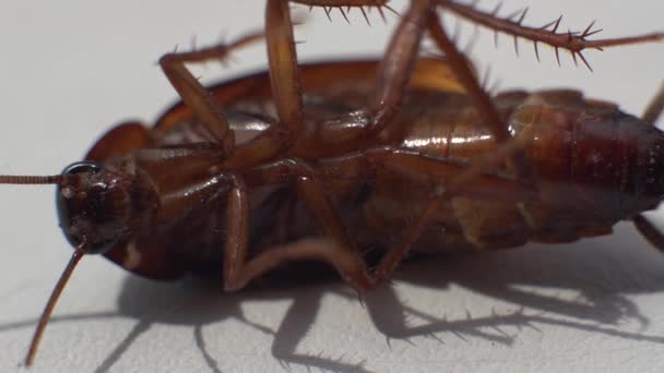 Umírající šváb zvířecí hmyz, makro — Stock video