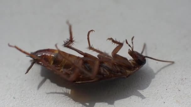 Haldokló csótányállat rovar, makró — Stock videók