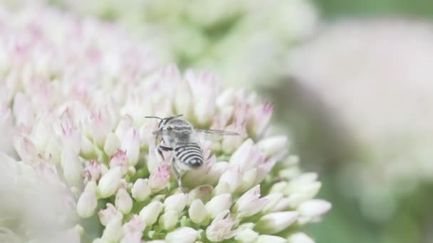 Rovar gyűjti virágpor egy virág, makro, lassított felvétel — Stock videók