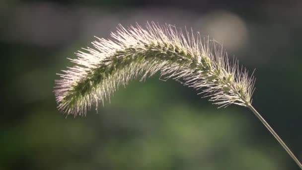 Field ear swaying from the wind, slow motion — Stock Video