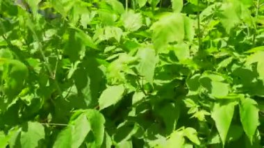 Parkta yeşil bitkiler