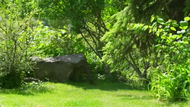 Green plants in the park — Stock Video