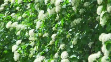 Parkta yeşil bitkiler