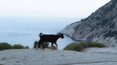 Keçi dağlarda yürür. deniz arka planında